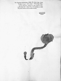Pholiota squarrosa image